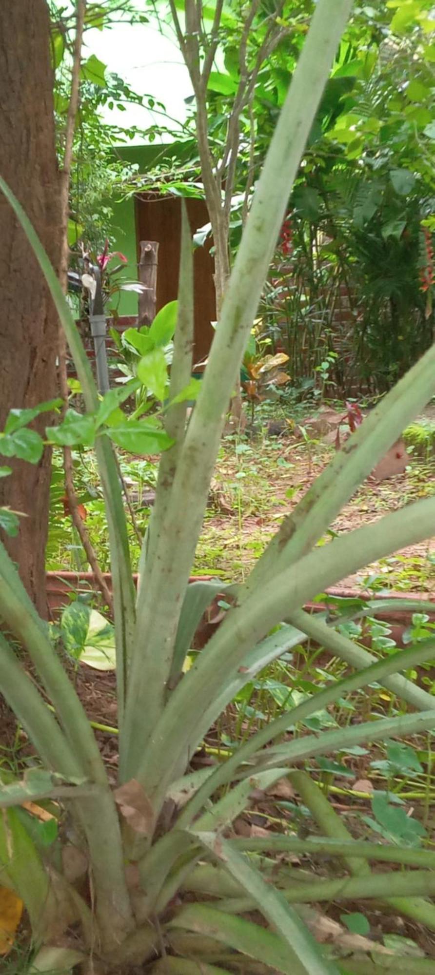 Forest Villa Nature Resort Anuradhapura Exterior photo