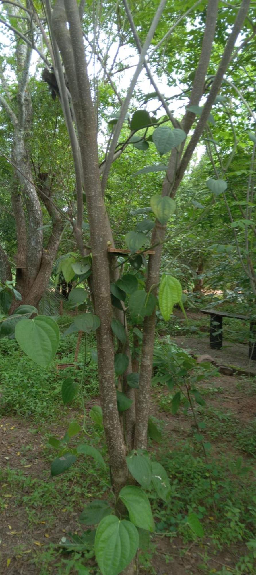 Forest Villa Nature Resort Anuradhapura Exterior photo