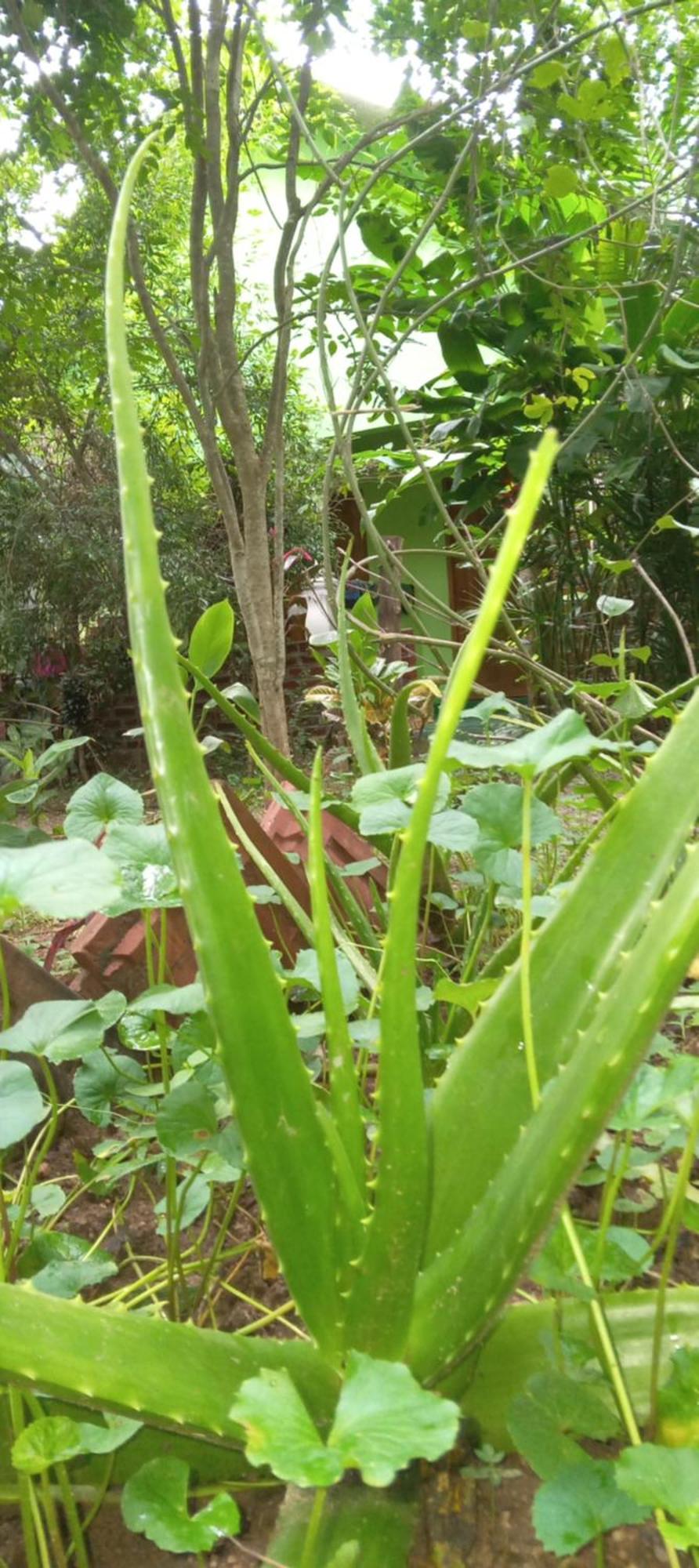 Forest Villa Nature Resort Anuradhapura Exterior photo