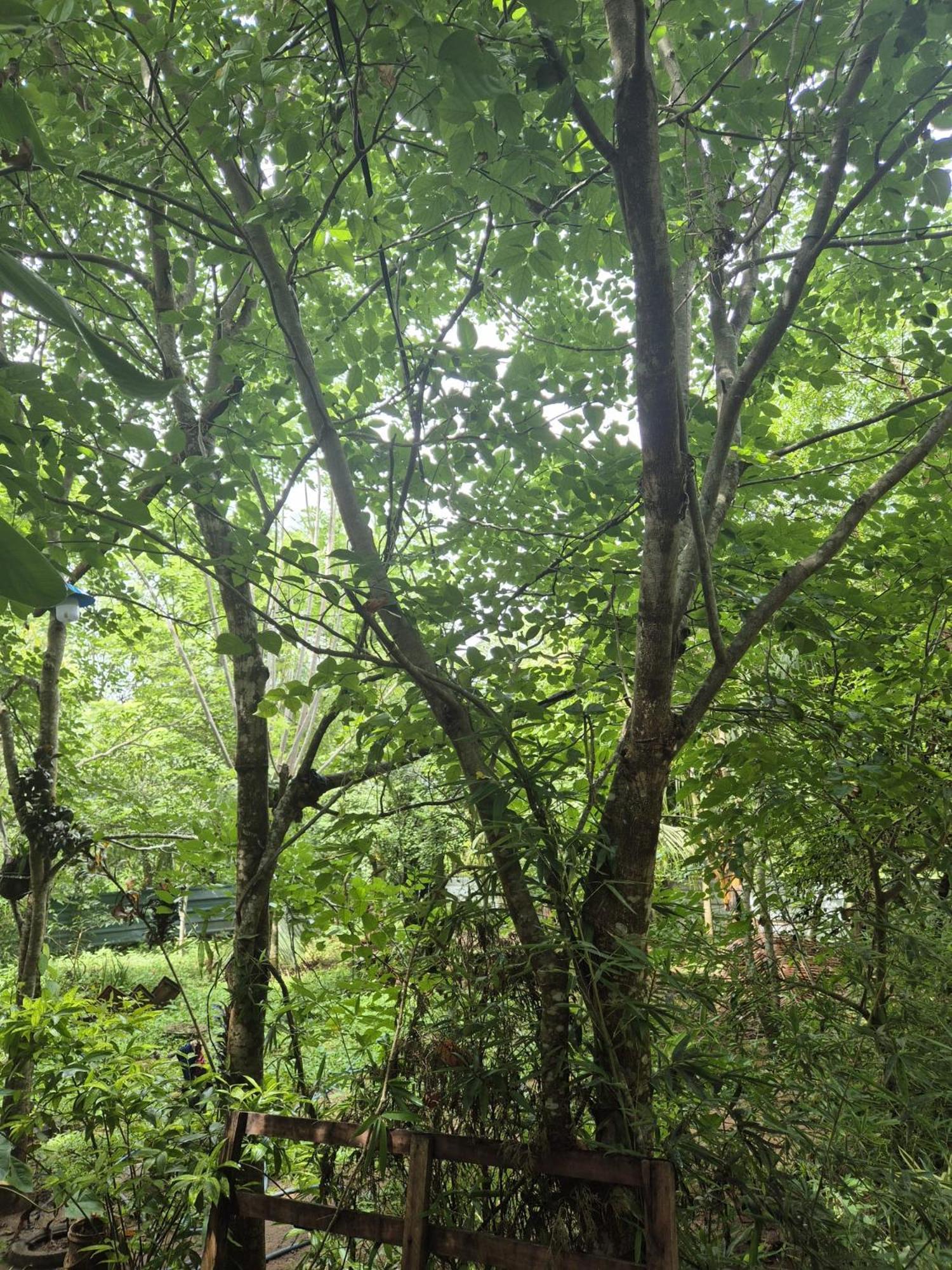 Forest Villa Nature Resort Anuradhapura Exterior photo